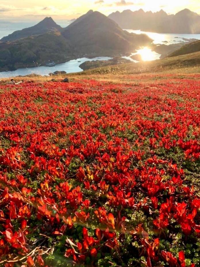 Lofoten And Vesteralen Kveldro Myrland Bagian luar foto